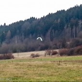 Jeden pechowiec, za to zawisł pięknie rozłożony.